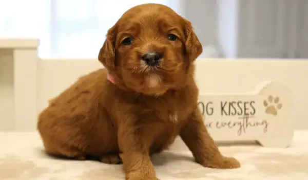 Mable and Nelson's puppies are here!