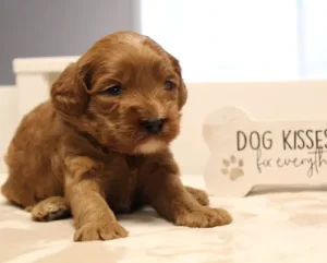 Three weeks Mandy Mabel and Nelson's puppies are here!