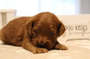 Marcus Three weeks Marcus 2