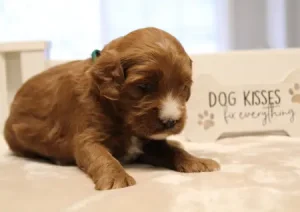 Three weeks Max 2 Three weeks Max 2