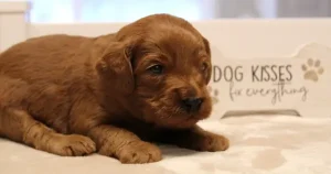 Three weeks Micah 2 Three weeks Micah 2