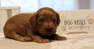 Three weeks Micah Three weeks Micah