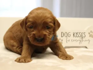 Three weeks Milo 2 Three weeks Milo 2