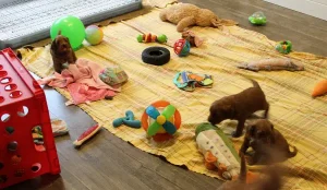 Two weeks litter playing 2