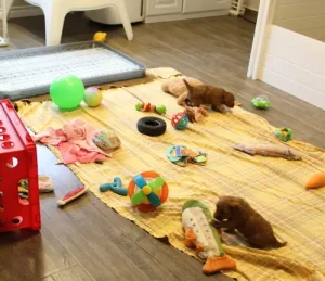 Two weeks litter playing