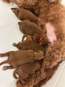 Week one litter