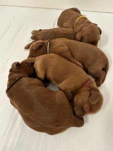 Mabel and Nelson's puppies are here!