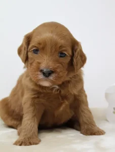 four weeks Madeline 1 Mabel and Nelson's puppies are here!