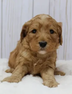 Ava and Watson's puppies are here!