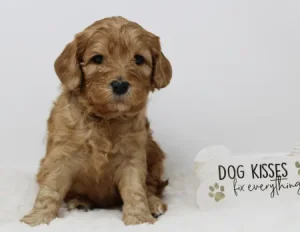 Ava and Watson's puppies