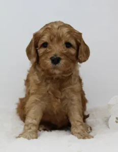 Our reservation list is growing! It's not too early to apply