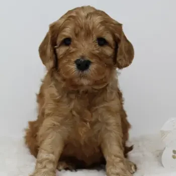 Our reservation list is growing! It's not too early to apply