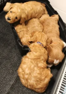 Ava and Watson's puppies are here!