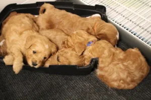 Ava and Watson's puppies