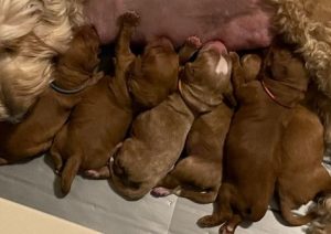 We have puppies again!