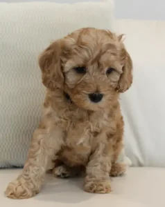 labradoodle puppies available now Oregon Washington Olympia Vancouver Portland