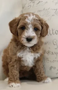 labradoodles available puppies best Oregon breeder