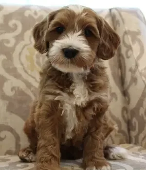 Six weeks Arthur 2