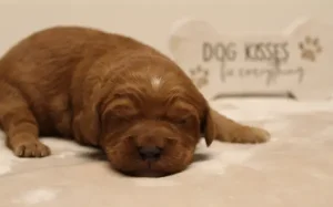 Ava and Watson's puppies are here!