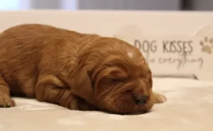 Ava and Watson's puppies are here!