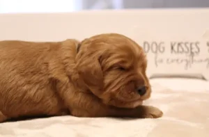 Ava and Watson's puppies are here!