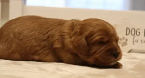 best labradoodle breeder therapy dogs Oregon