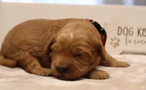 Oregon labradoodle puppies Puppy Culture