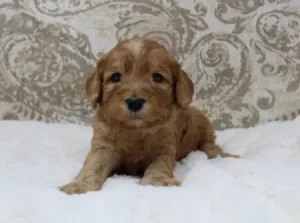 Three weeks Aiden 2 Three weeks Aiden 2