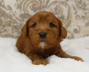 Ava brings us red and apricot minis from our therapy lines