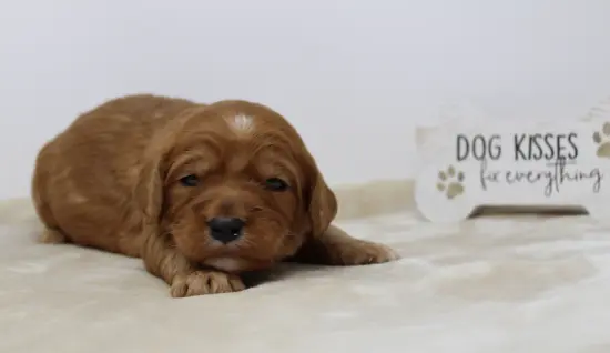 Ava and Watson’s puppies are here! Two weeks Adam