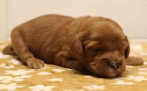 Two weeks Madeline 2 Two weeks Madeline 2