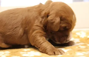 Two weeks Max 3 Two weeks Max 3