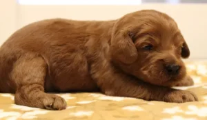 Two weeks Micah 2 Two weeks Micah 2