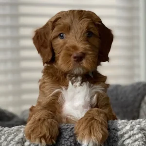 Dickens (Tucker) 7 weeks old
