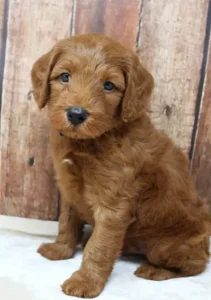 Tilly and Tucker's puppies are here!