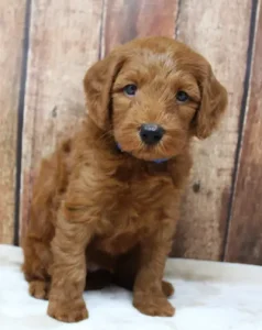 Five weeks Tanner 3