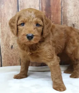 Five weeks Tanner standing