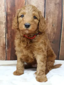 Five weeks Teddy 2