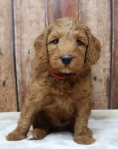 Tilly and Tucker's puppies are here!
