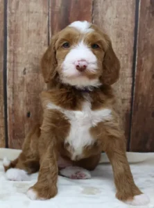 Five weeks Tessa 2