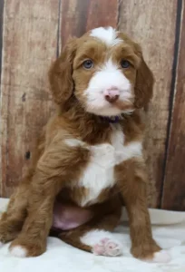 Five weeks Tessa