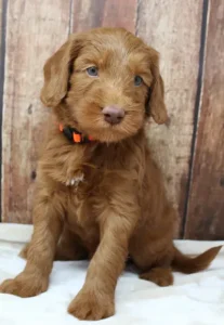 Five weeks Timmy 2