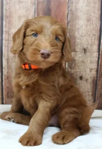 Five weeks Timmy