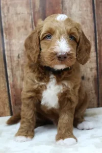 Five weeks Tommy 1