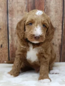 Five weeks Tommy 2