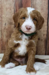 Five weeks Tylor