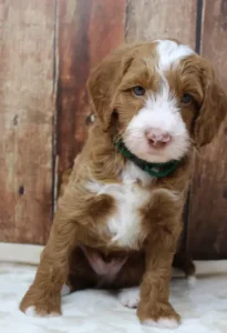 Tilly and Tucker's puppies are here!