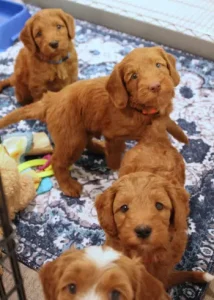 Tilly and Tucker's puppies are here!