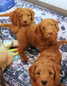 Five weeks litter