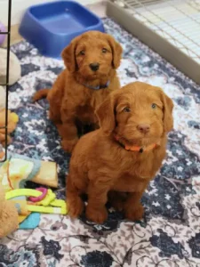 Five weeks litter 3